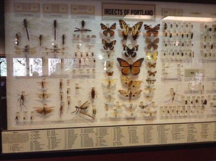 Insect display case